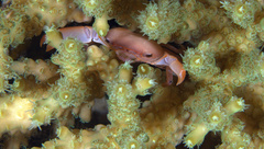 Tetralia glaberrima