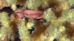 Tetralia glaberrima