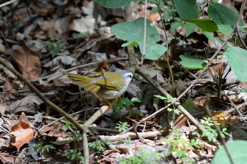 White-striped Warbler (Myiothlypis leucophrys), photo 8