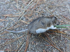 Peromyscus truei