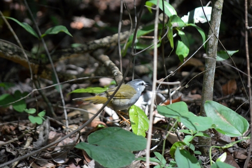 White-striped Warbler (Myiothlypis leucophrys), photo 4
