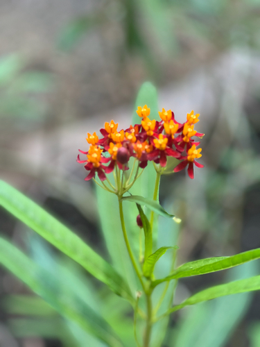 tropical milkweed