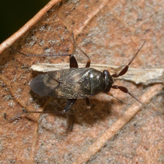 Spanagonicus albofasciatus