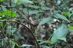 Thamnophilus pelzelni