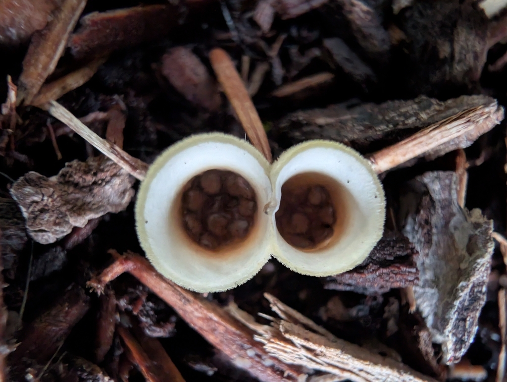 Nidula niveotomentosa