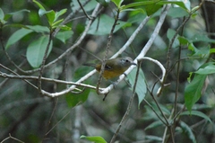 Thamnophilus pelzelni