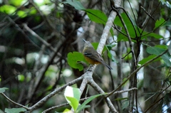 Thamnophilus pelzelni