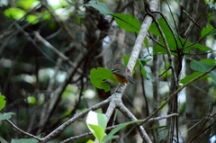 Thamnophilus pelzelni