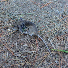 Peromyscus truei
