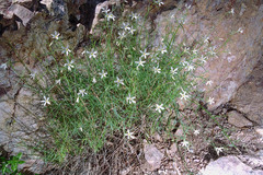 Phlox tenuifolia