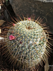 Mammillaria dixanthocentron