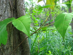 Toxicodendron radicans negundo