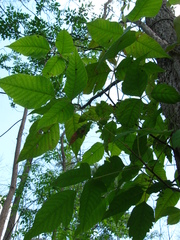 Toxicodendron radicans negundo