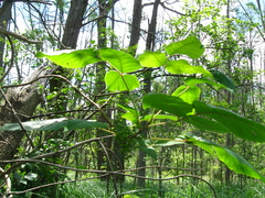 Toxicodendron radicans negundo