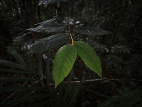 Prunus arborea