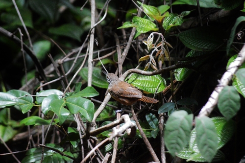 Buff-breasted Wren (Cantorchilus leucotis), photo 10