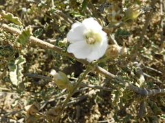 Sphaeralcea fulva