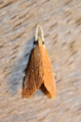 Glaphyria peremptalis