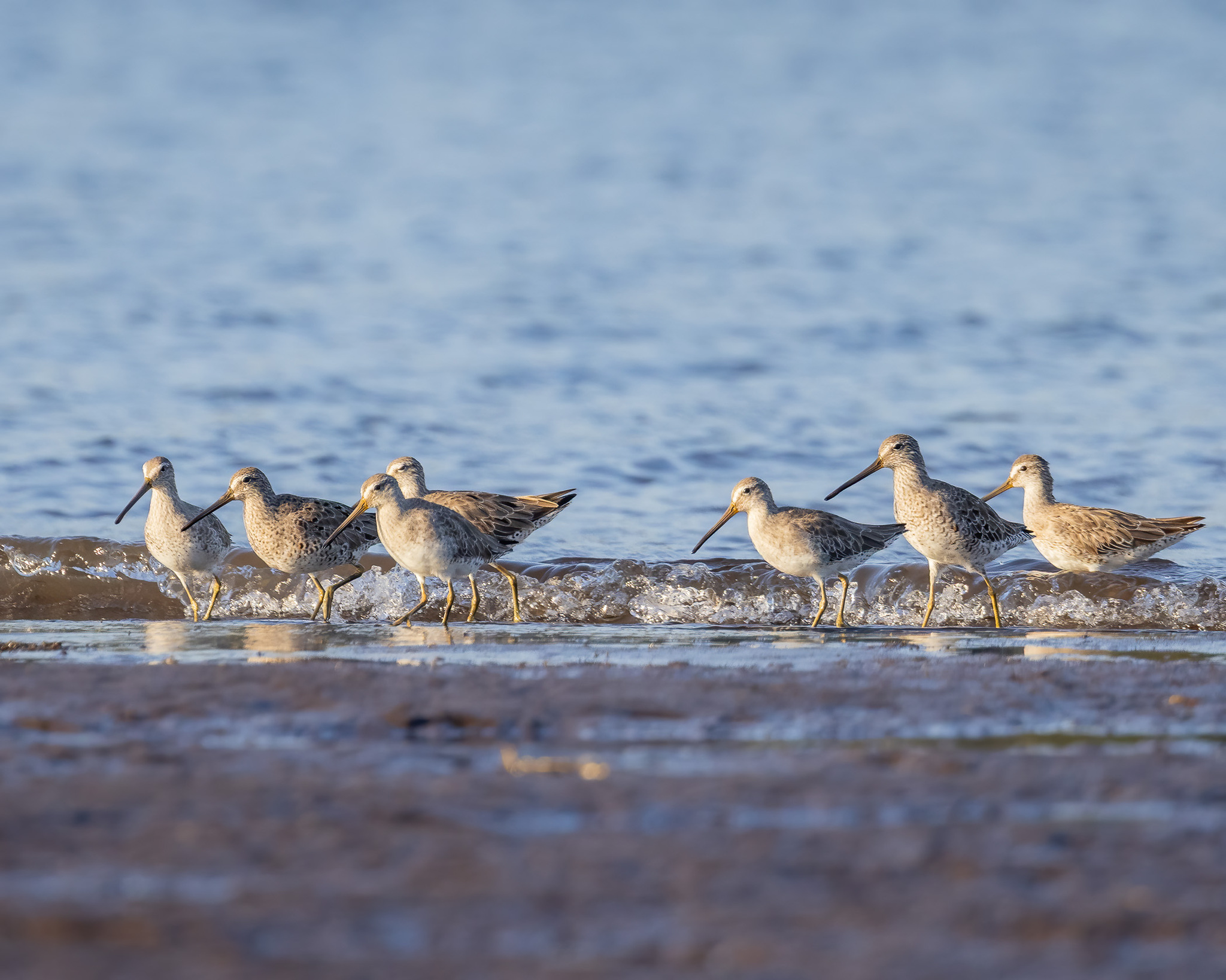 Short-billed Dowitcher (Limnodromus griseus), photo 8
