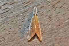 Glaphyria peremptalis