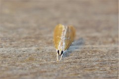 Glaphyria peremptalis