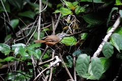 Cantorchilus leucotis