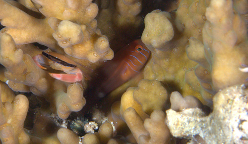 Five-bar coral goby (Gobiodon quinquestrigatus) — Gobiidae — 5