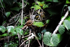 Cantorchilus leucotis