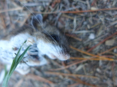 Peromyscus truei
