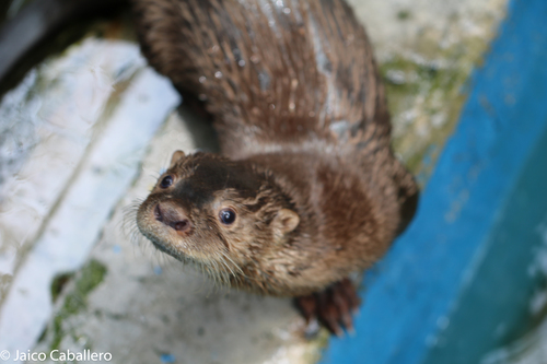 Central Neotropical River Otter