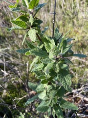Lepechinia cardiophylla