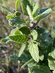 Lepechinia cardiophylla