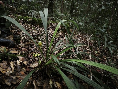 Calanthe ventilabrum observed 2026-02-17