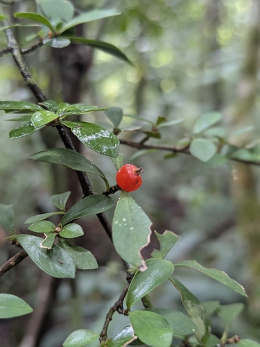 Amaracarpus observed 2026-02-19