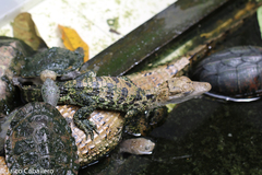Crocodylia
