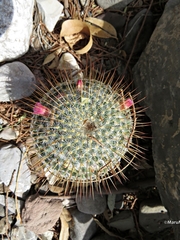 Mammillaria dixanthocentron