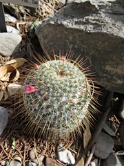 Mammillaria dixanthocentron