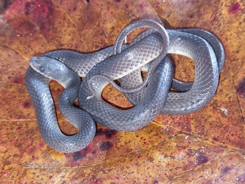 De Rooij's Groundsnake