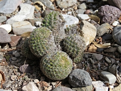 Mammillaria huitzilopochtli huitzilopochtli