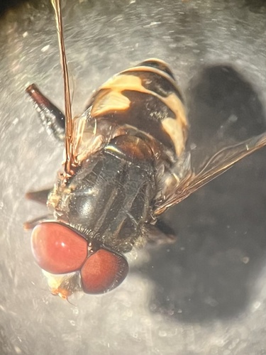 Unknown species found near McAllen, TX, US