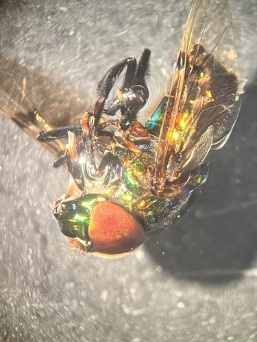 Unknown species found near McAllen, TX, US