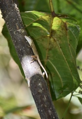 Anolis rejectus