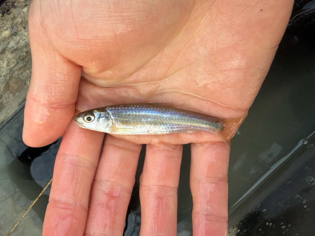 River Shiner