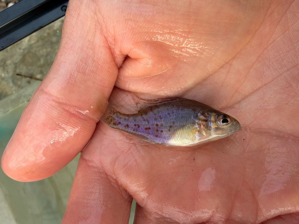 Oranjevlek-zonnebaars (Lepomis humilis) — Centrarchidae