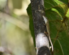 Anolis rejectus