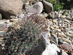 Mammillaria huitzilopochtli