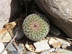 Mammillaria huitzilopochtli huitzilopochtli