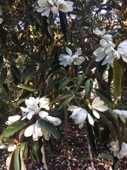 Magnolia doltsopa