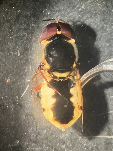 Unknown species found near McAllen, TX, US