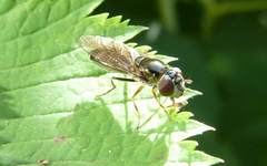 Platycheirus albimanus